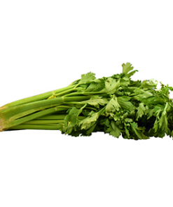CELERY