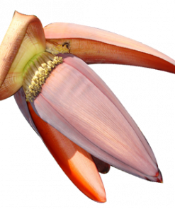PUSO NG SAGING