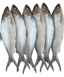 BANGUS MEDIUM DAGUPAN