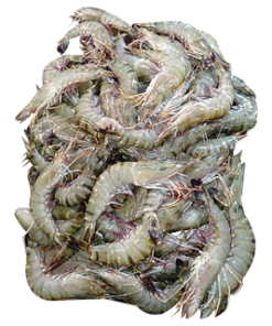 SHRIMP