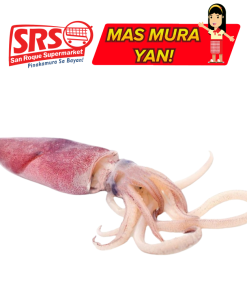 ARROW SQUID