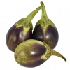 ROSA BIANCA EGGPLANT / TALONG BILOG