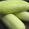 PIPINO PUTI