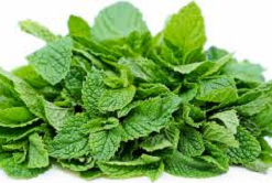 MINT LEAVES