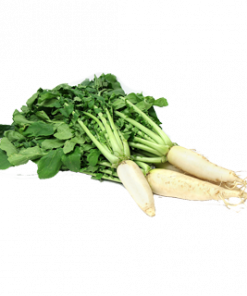 KOREAN RADISH