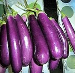 EGGPLANT NATIVE / TALONG NATIVE