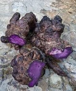 PURPLE YUM /UBE PANGHALAYA