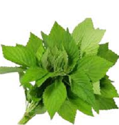 SALUYOT / JUTE LEAVES