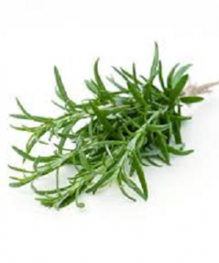 ROSEMARY