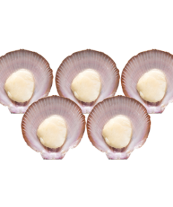 SCALLOPS HALF SHELL